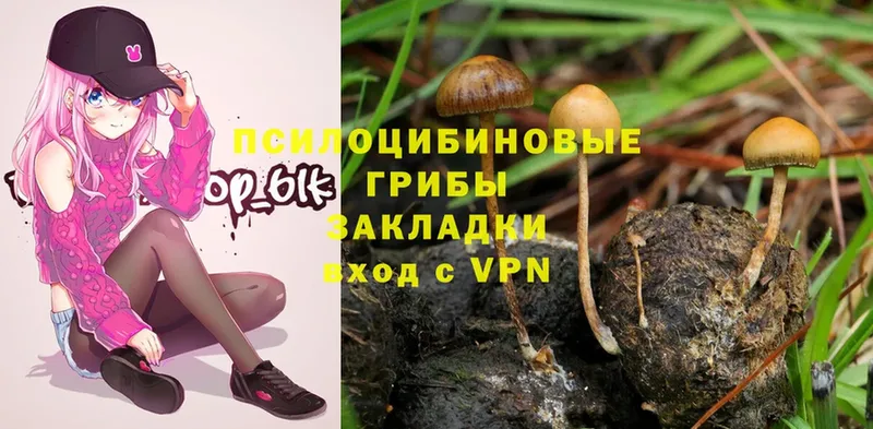 MEGA ONION  Алзамай  Галлюциногенные грибы Psilocybe 